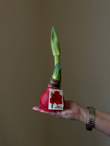 Waxed Amaryllis