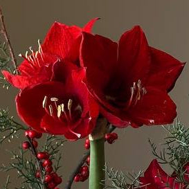 Waxed Amaryllis